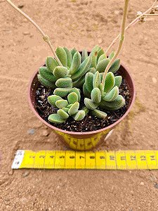 Crassula ausensis