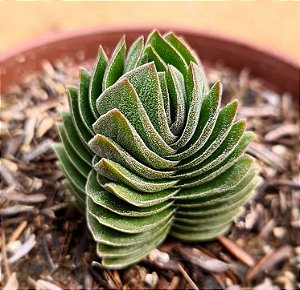 Crassula templo de Buda - Buddha's Temple