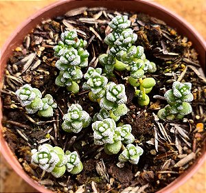 Crassula coralina