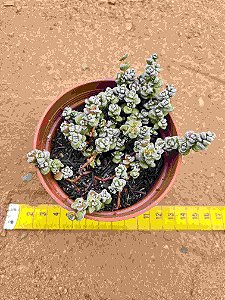 Crassula coralina