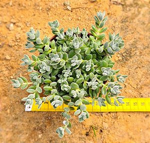 Crassula lanuginosa