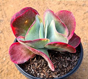 Kalanchoe fantastic