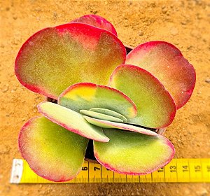 Kalanchoe fantastic