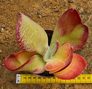 Kalanchoe fantastic