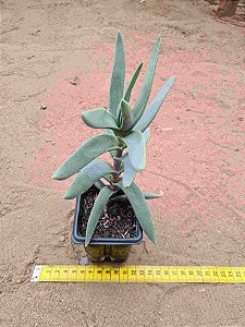 Crassula perfoliata