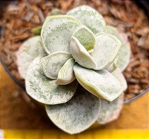 Adromischus leucophyllus