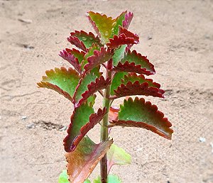 Kalanchoe sexangularis