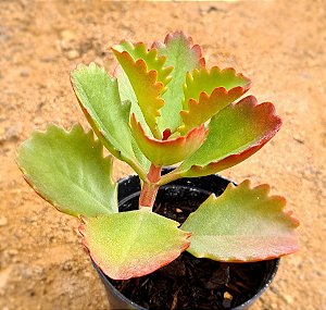 Kalanchoe sexangularis