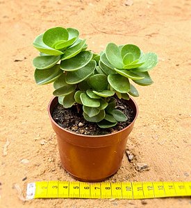Portulaca molokiniensis