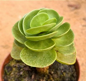 Portulaca molokiniensis