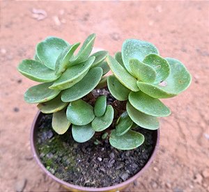 Portulaca molokiniensis