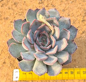 Echeveria dark ice