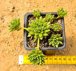 Sedum hirsutum