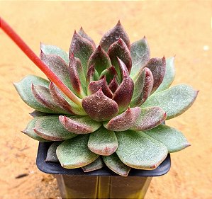 Echeveria black queen