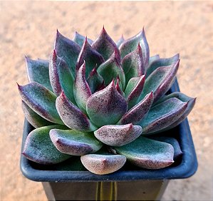 Echeveria black queen