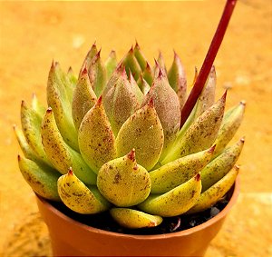 Echeveria black queen