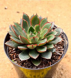 Echeveria agita rose