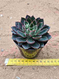 Echeveria agita rose