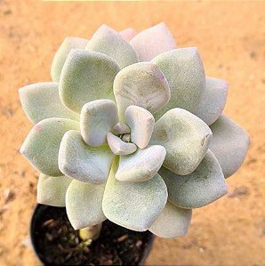 Graptoveria supreme