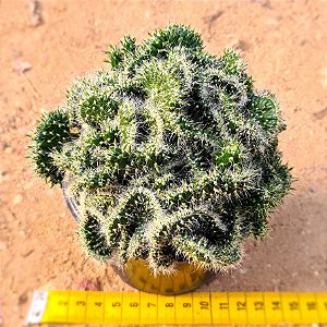 Austrocylindropuntia subulata f. cristata