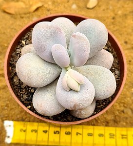 Pachyphytum oviferum - "Pedra-da-lua"