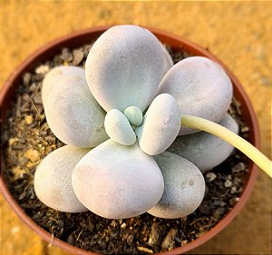 Pachyphytum oviferum - "Pedra-da-lua"
