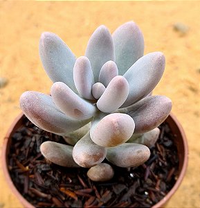 Pachyphytum rzedowskii