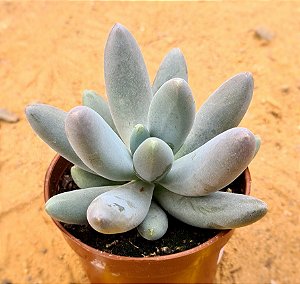 Pachyphytum saltense