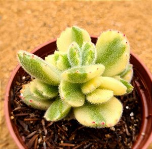 Cotyledon tomentosa variegata - "Pata-de-urso variegata"