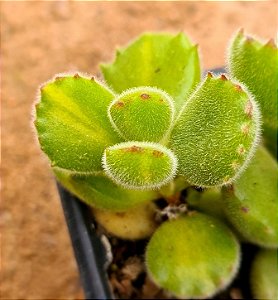 Cotyledon tomentosa variegata - "Pata-de-urso variegata"