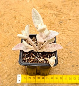 Kalanchoe eriophylla