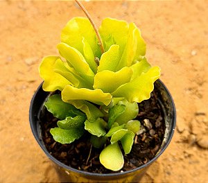 Adromischus cristatus v. zeyheri