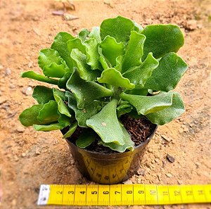 Adromischus cristatus v. zeyheri