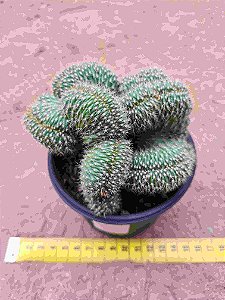 Hildewintera aureispina f. cristata / Cleistocactus winteri cristata