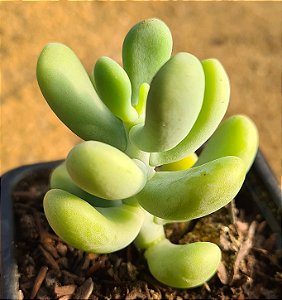 Sedum allantoides