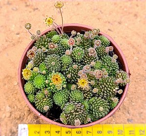 Monanthes polyphylla