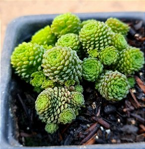 Monanthes polyphylla