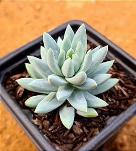 Sedum nicaeense