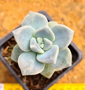 Graptopetalum victor kane