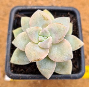 Graptopetalum victor kane