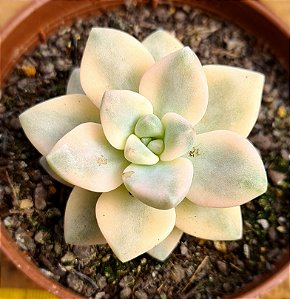 Graptopetalum victor kane variegata