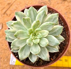 Echeveria green emerald variegata