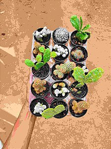 Minicactus pote 06