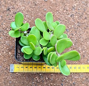 Senecio jacobsenii