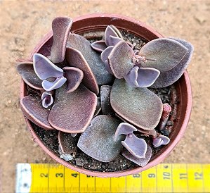 Lenophyllum obtusum