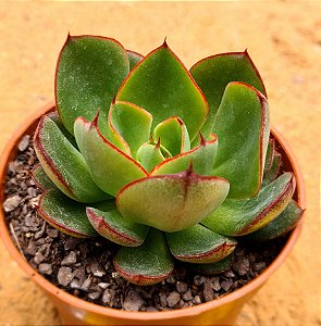 Echeveria yang jin