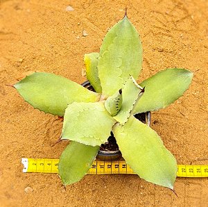 Agave americana prateada