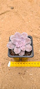 Graptoveria superbum