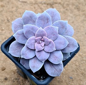 Graptoveria superbum
