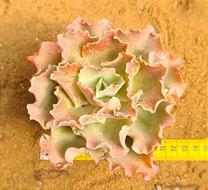 Echeveria curls